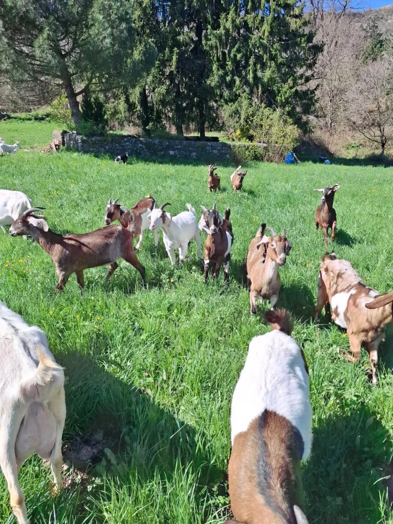 Lo Chuc e lo Muc, Café- Épicerie de Barre des Cévennes, chèvres dans le pré de Géraldine Bender pour les pélardons de Saint Flour du Pompidou